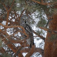 Мудрость веков в янтарных глазах: бородатая неясыть на страже зимнего леса. :: Вадим Басов