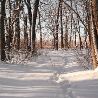 По лесным тропинкам февраля... :: Андрей Заломленков
