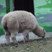 Альпака :: Freddy 97