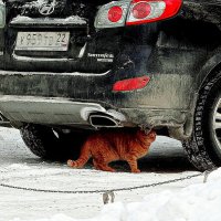 Безбилетный пассажир :: Maria Rainer