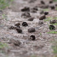 Лесная тропка :: Дмитрий П