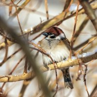 Всероссийскую перепись воробьев проведут в стране с 7 по 15 февраля. :: Анатолий. Chesnavik. Всероссийскую перепись воробьев проведут в стране с 7 по 15 февраля. :: Анатолий. Chesnavik.