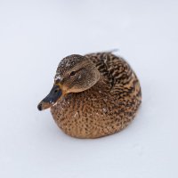 Утка на снегу :: Александр Синдерёв