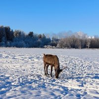Северный олень Яшка в своей стихии. :: Ольга 