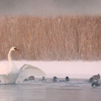 Тусовка :: Валерий Черняк