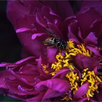 На пионе... :: Ирина С