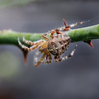 Крестовик обыкновенный :: Надежда Куркина 