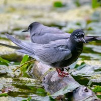 Черная крачка :: Владимир Лазарев