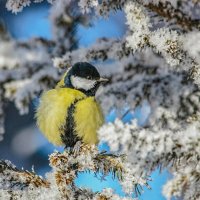 Птичка-синичка :: елена беликова