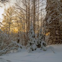Вечер в лесу :: Сергей Цветков