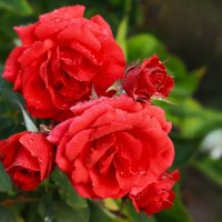 Доброе утро :: Юрий. Шмаков