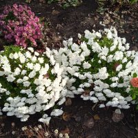 октябрьские цветы :: Елена Шаламова