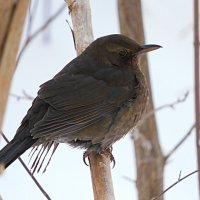 Самка чёрного дрозда :: Лина 