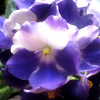 Фиалка :: Елена Семигина