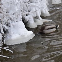 Ледяные юбочки. :: Наталья Вязигина