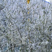 .......... :: Сергей Оплачко