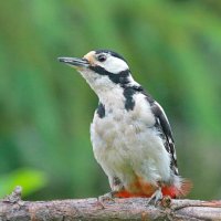 в лесу... :: Andrey Bragin 