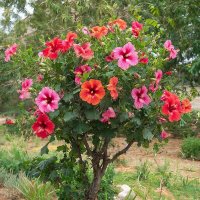 Гибискус кустовой :: МАРИЯ ПОПОВА