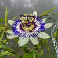 Страстоцвет голубой (голубая пассифлора) - самый любимый цветок) :: Николай Зиновьев