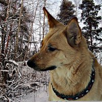 Платон :: евгений 