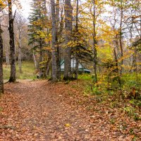 Лесные тропы.. :: ирина )))