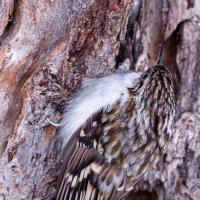 Пищуха обыкновенная :: Sergey38 