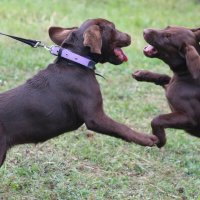 Лабры кадабры :: Дмитрий П