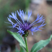 Вася вася василек :: Дмитрий П