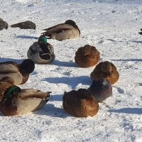 Холодно уточкам сереньким зимой :: Galina Solovova