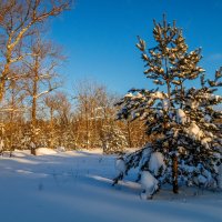 Январский вечер 6 :: Андрей Дворников