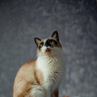 Котики на праздники :: Николай Нестеренко