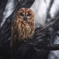 Бессоница :: Александр К.