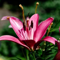 *** :: Виктор Иванович Чернюк