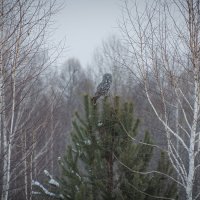 Лесные просторы, морозный воздух и взгляд совы — мгновение вечности. :: Вадим Басов