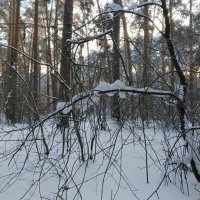 Зимняя страна чудес. :: Любовь Сахарова