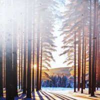 В лесу :: Людмила Смородинская