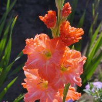 Красавец из сада. :: сергей ермошкин