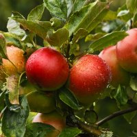 Яблочное утро :: Юрий. Шмаков