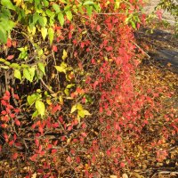 прекрасный октябрь :: Елена Шаламова