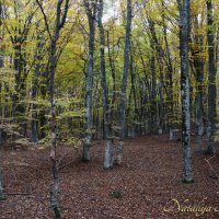 Природа Крыма :: Amazing Cosmea