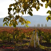 Природа Крыма :: Amazing Cosmea