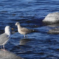 Чайки и ворона на море :: Рита Симонова