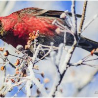 Щур обыкновенный. :: Михаил. 