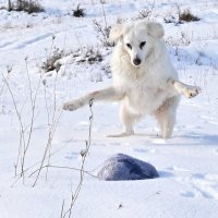 Алита  атакует :: Светлана 