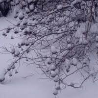 Зимнее :: Елена Семигина