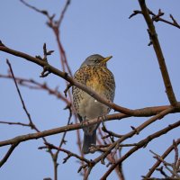 Дрозд рябинник :: Александр Посошенко