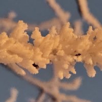 Иней Калининграда :: Михаил Свиденцов