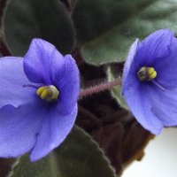 Фиалки :: Freddy 97 Фиалки :: Freddy 97