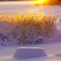 Редкостный гость :: liudmila drake