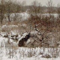 ..бурелом в пойме р. Яузы близ Благовещенской церкви.. :: galalog galalog